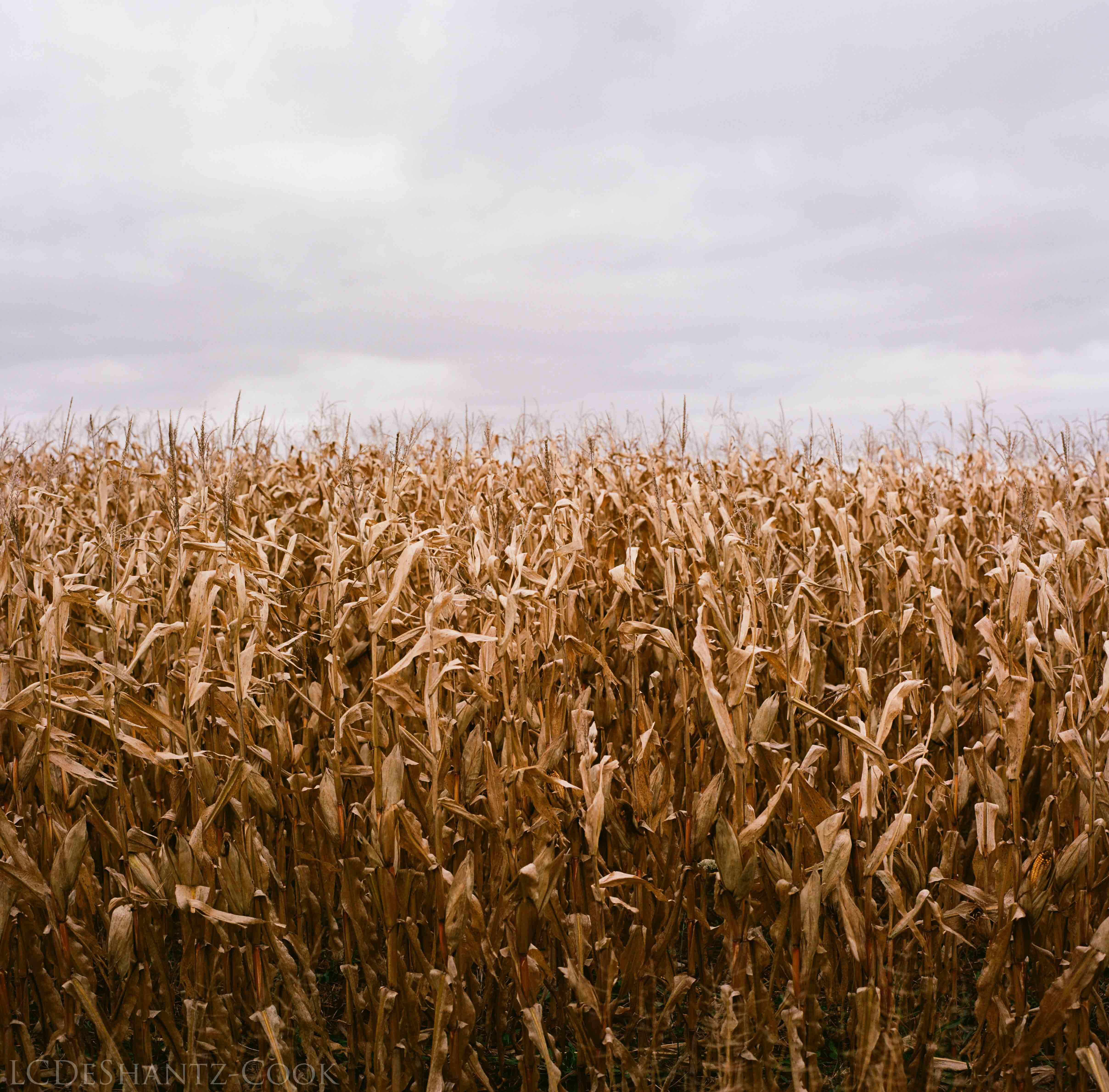 LDC_20171031_19290004