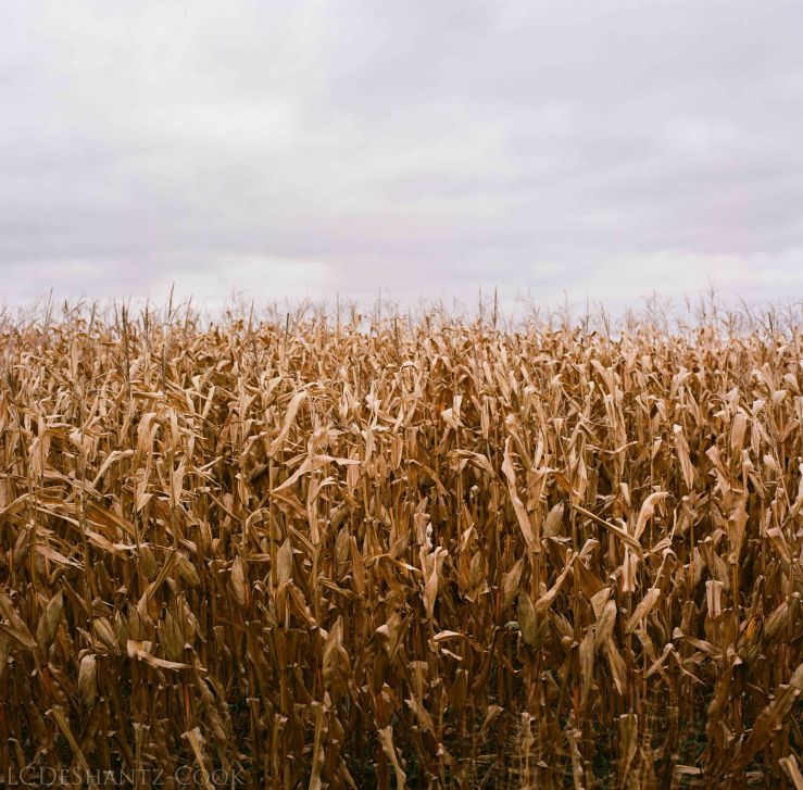 LDC_20171031_19290004