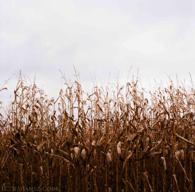 LDC_20171031_19290005