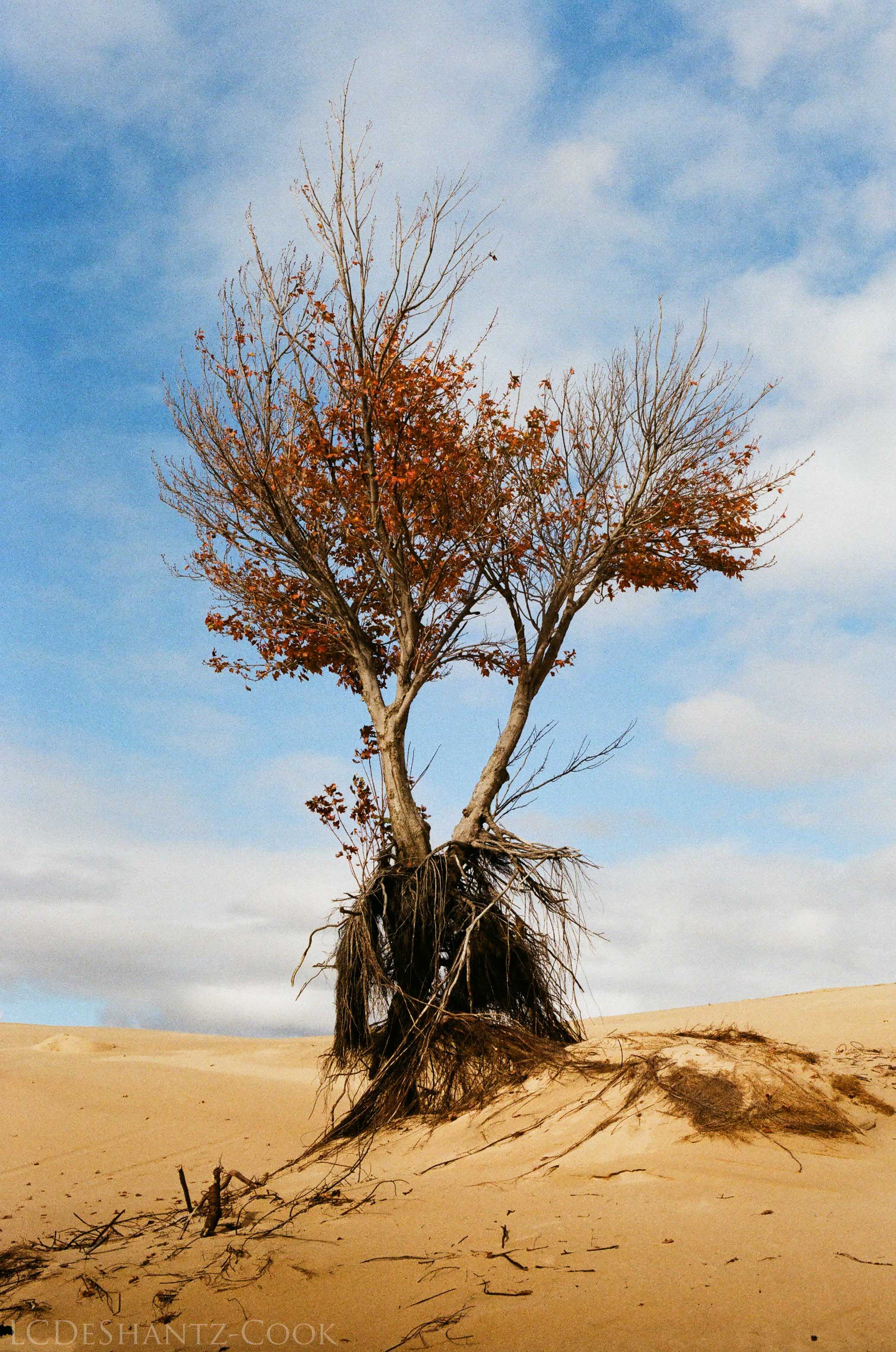 LDC_20171129_52360002