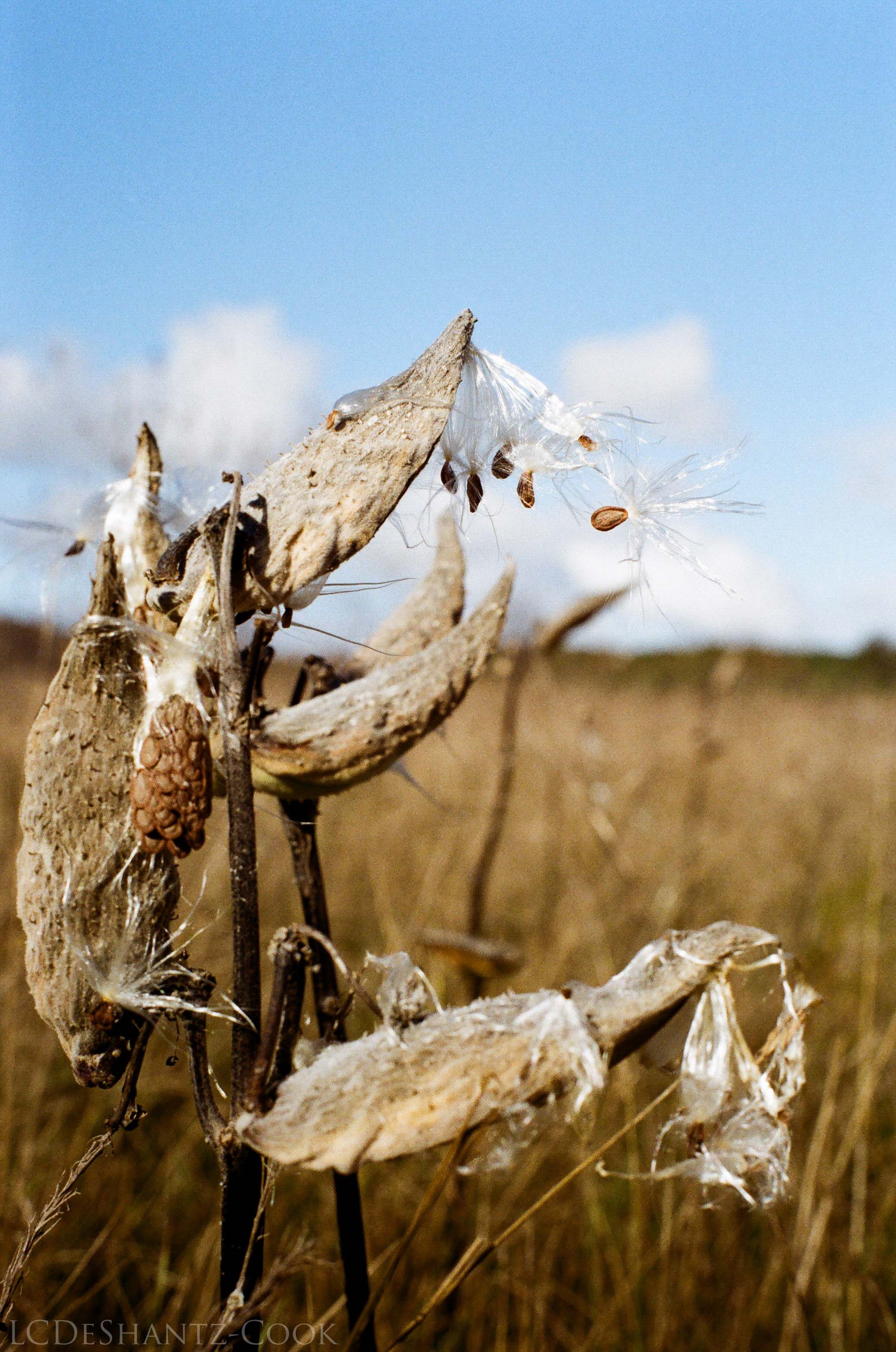 LDC_20171129_52360020