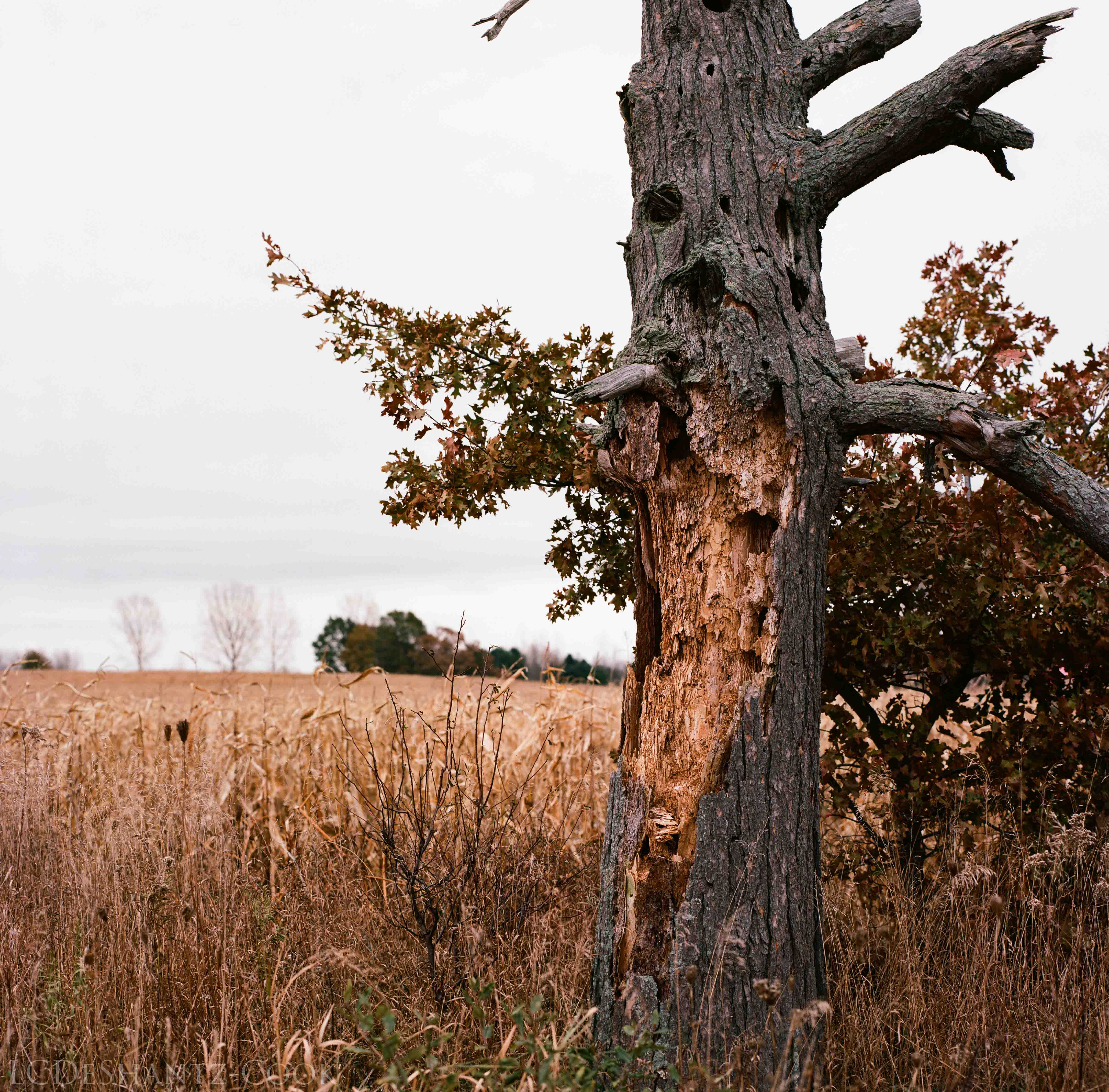 LDC_20171129_52670006