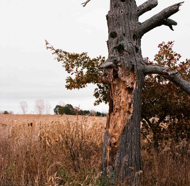 LDC_20171129_52670006