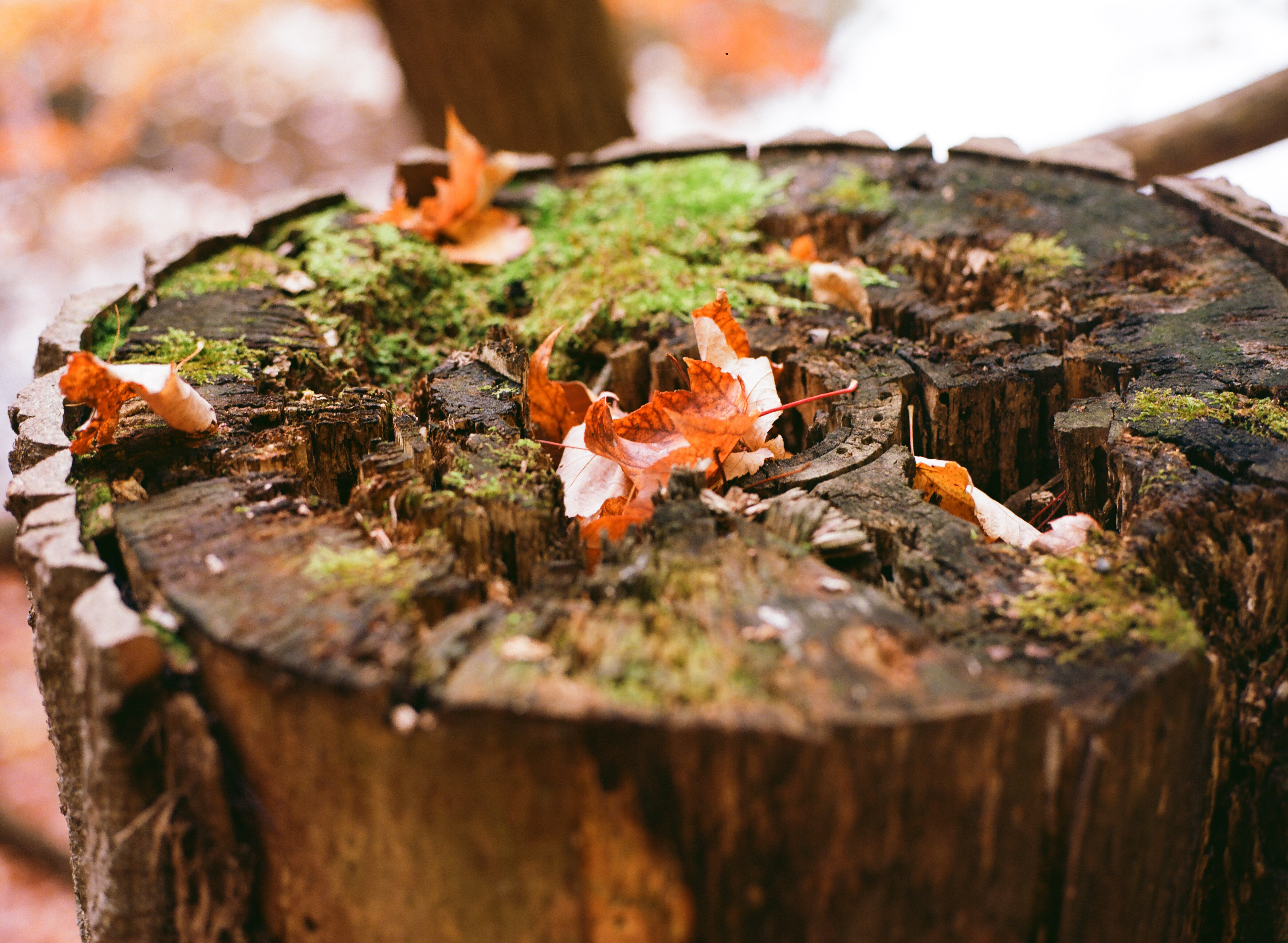 LDC_20181108_81980006