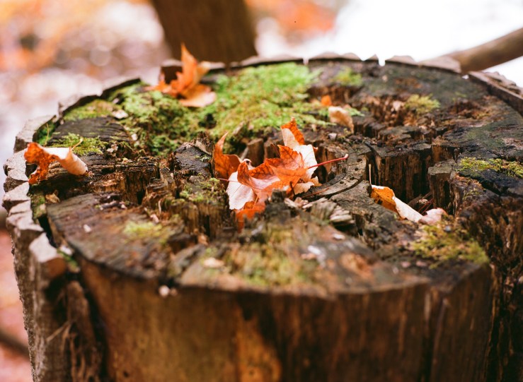 LDC_20181108_81980006