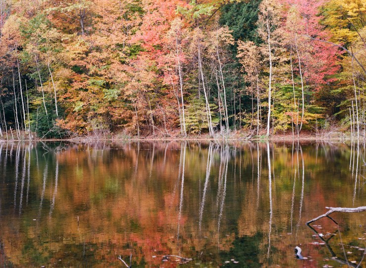 LDC_20181108_81990001